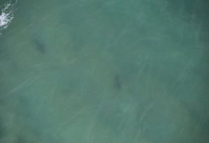 Unidentified sharks spotted 1km north of Tathra Beach on December 19, from https://twitter.com/NSWSharkSmart