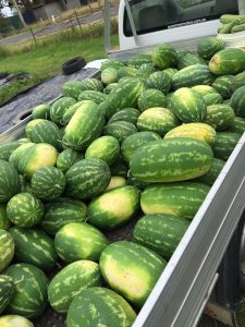 Moruya watermelons were a big hit over summer at the SAGE Farmers Market. Pic from SAGE Facebook.