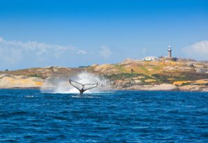 Whale watching at Montague Isand. Source Eurobodalla Tourism