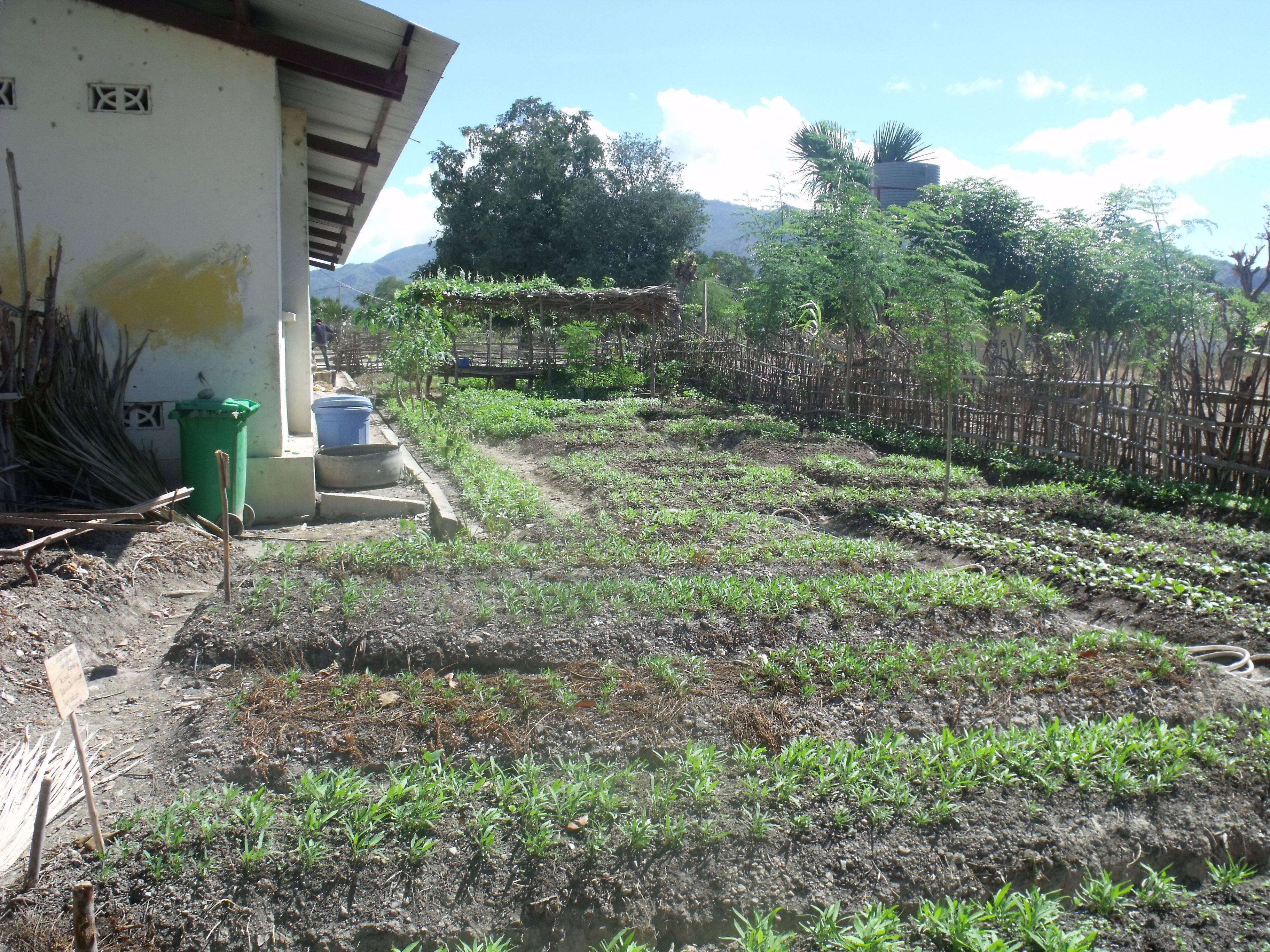 The Manatuto School Garden - a 'blooming success'. Photo: Tim Holt
