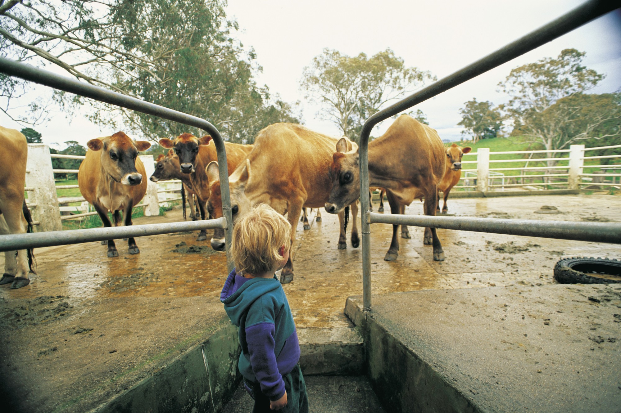 Dairy has been the backbone of Bega Valley farming, Amazon is suggesting something new. Photo: Sapphire Coast Tourism
