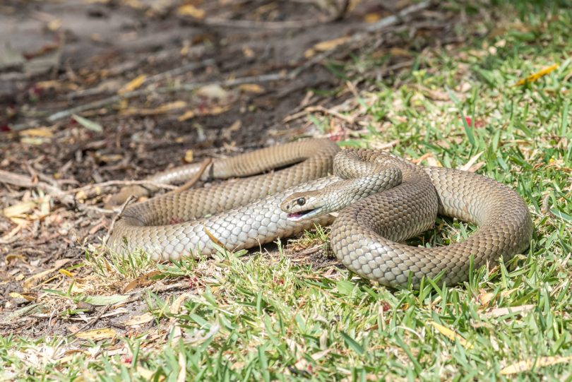 Eastern Brown snake (Pseudonaja Textilis) 