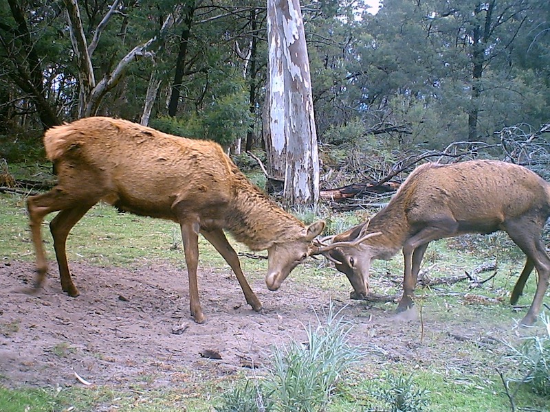 Two deer butt heads. Photo: Daryl Panther. (Invasive Animals image).