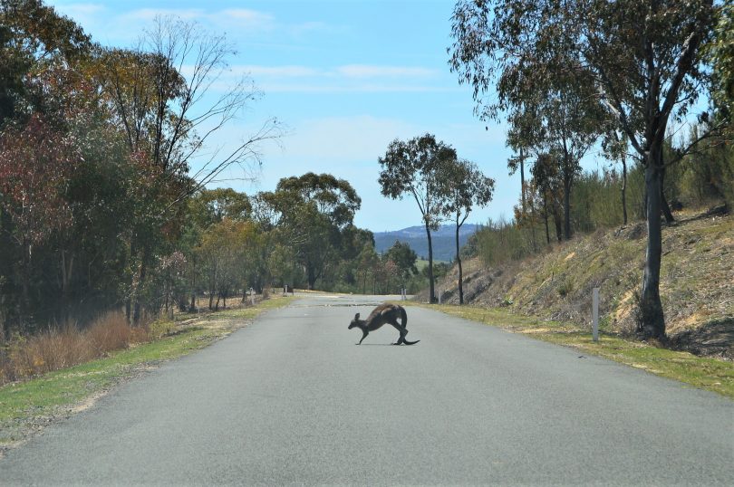 kangaroo crossing the road near Tidbinbilla