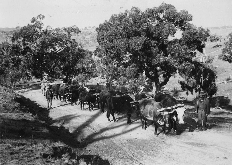 Bullock drivers William Lawrence and his son Alf, on Good Hope Hill about 1897. Photo: Yass and District Historical Society