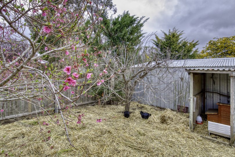 Even a special home for your backyard chickens