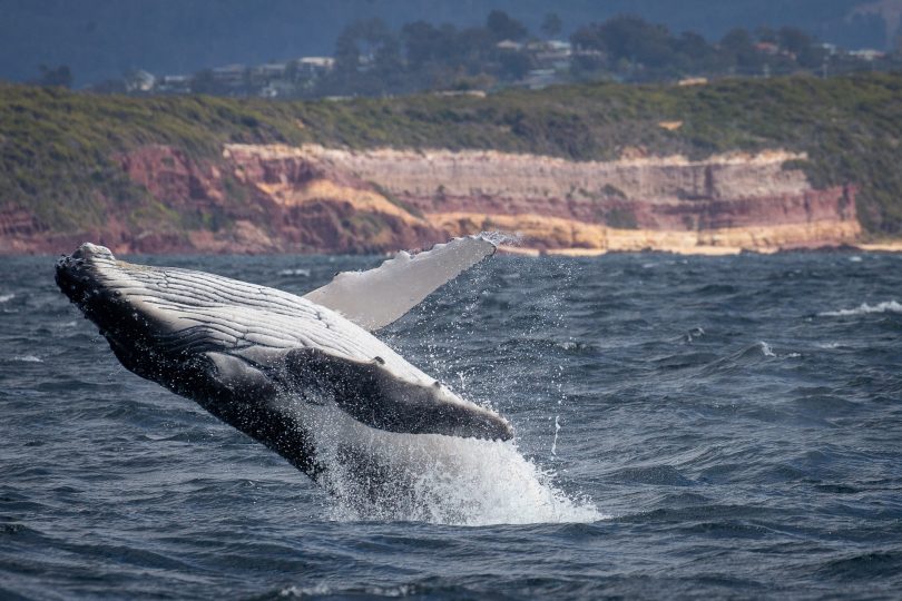 Southern right whales