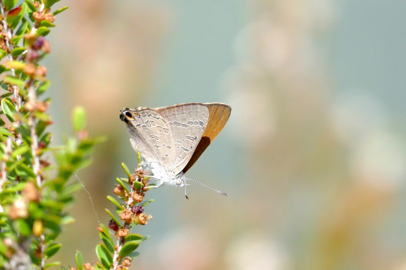 Butterflies Australia Project