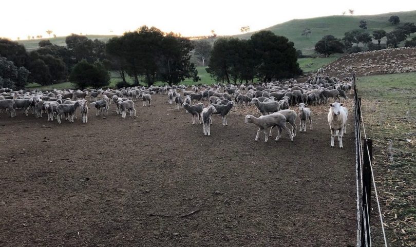 Lambs at Binalong