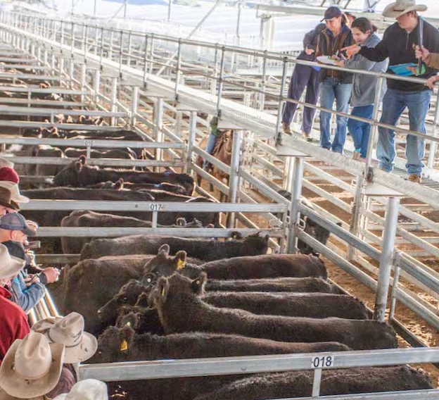 Bidding for cattle at South East Livestock Exchange