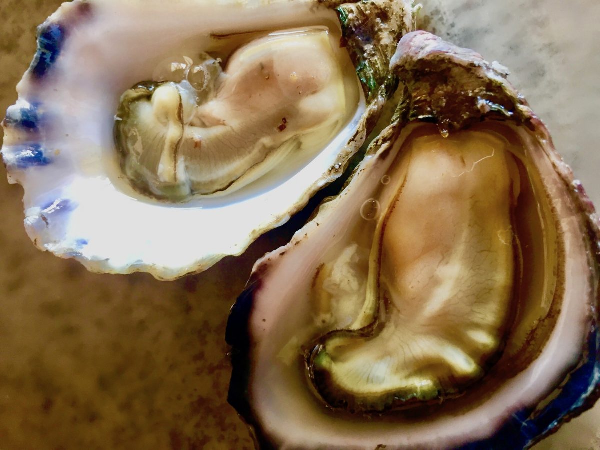 two oysters