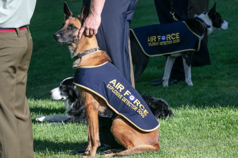 Air Force explosives detection dog