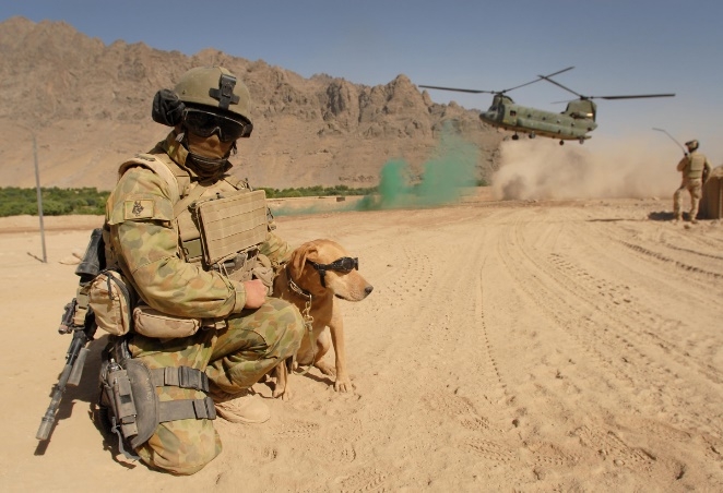 Military service dog Aussie
