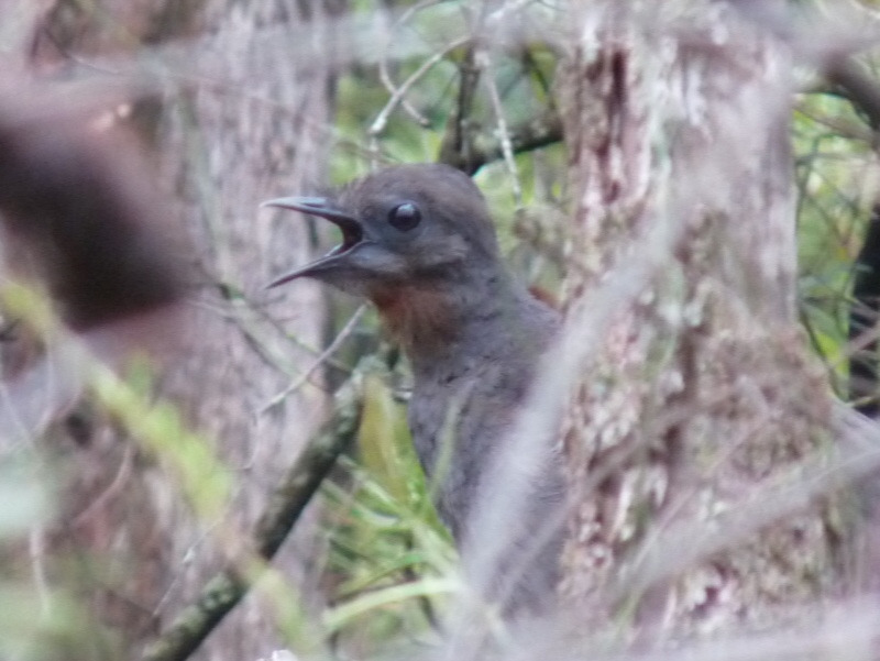 The male lyrebird