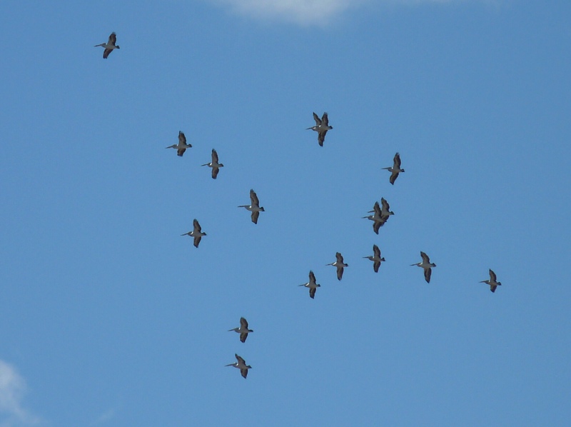 A flock of pelicans flying in a blue sky