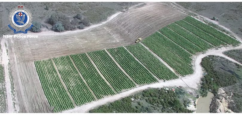 Aerial shot of the tobacco plantation near Goulburn.