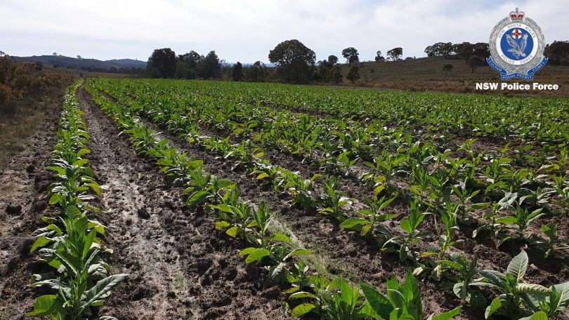 The illegal tobacco plantation near Goulburn.