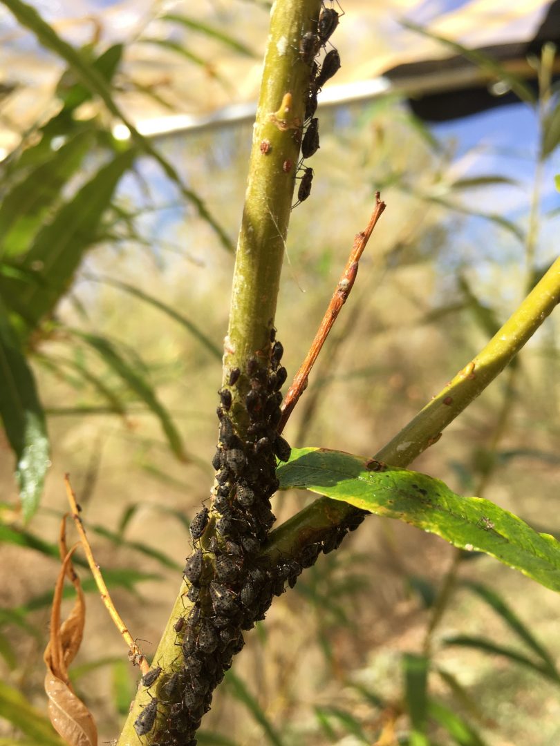 Aphids on young willow foliage