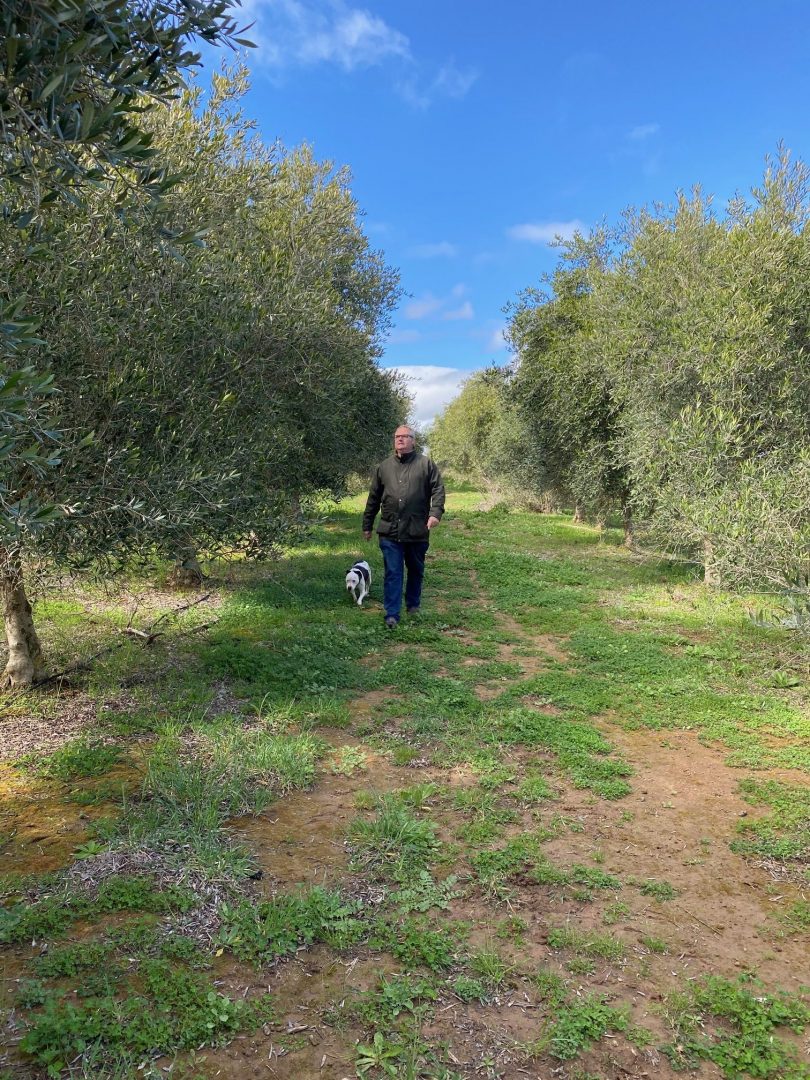 La Barre olive grove