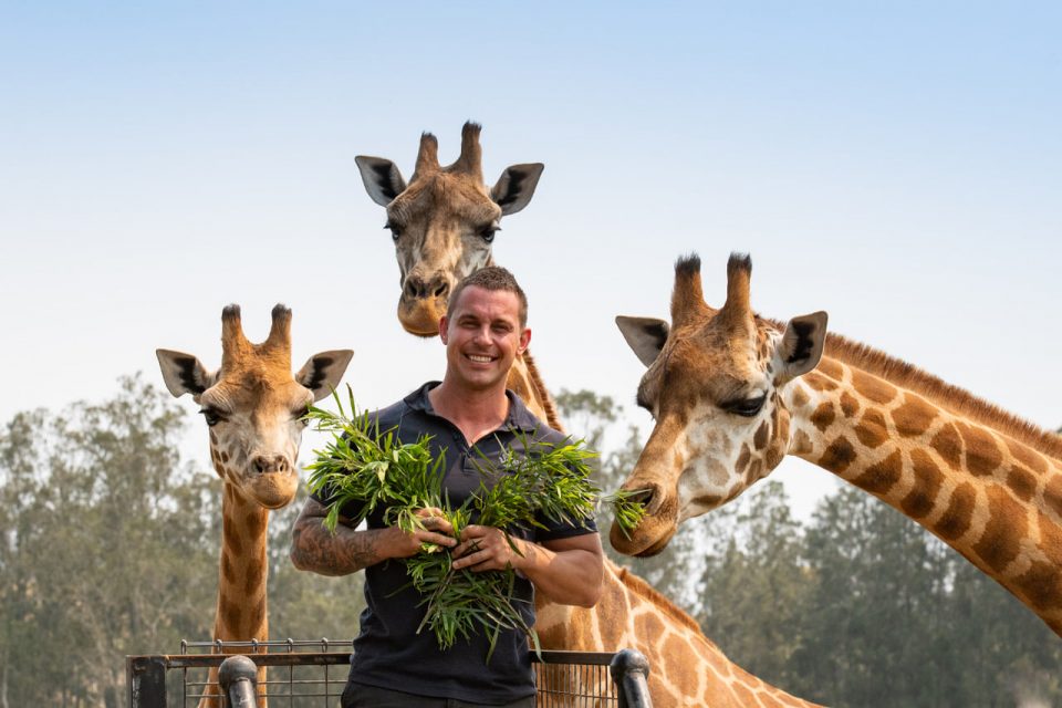 Mogo Wildlife Park director Chad Staples with three of the South Coast zoo’s friendly giraffes.