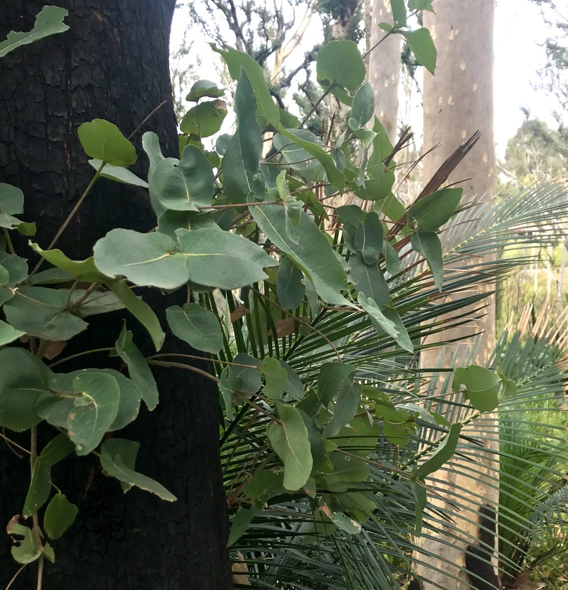 Epicormic growth on fire-ravaged trees