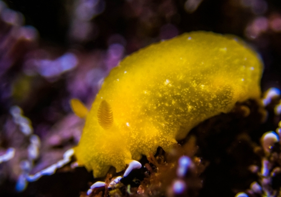 Sea slugs