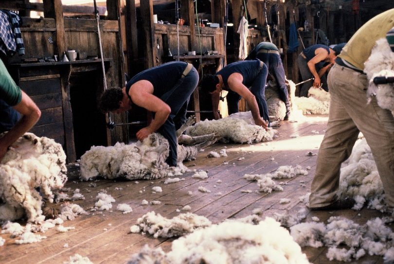 Shearers working with sheep in shearing shed.