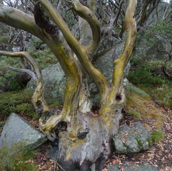 Old Snow Gum among the granite