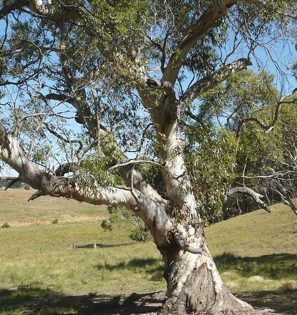 Snow Gum growing at low elevation