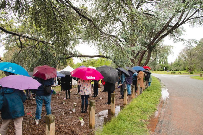 Crowd holding umbrellas in wet weather in Canberra