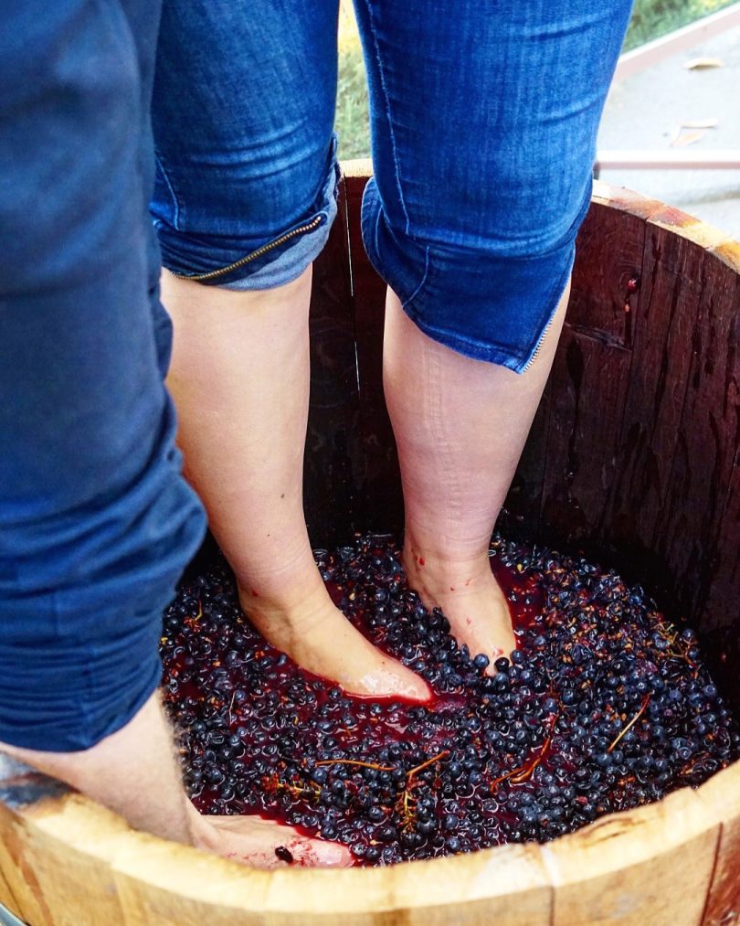 People stomping grapes in a barrel.