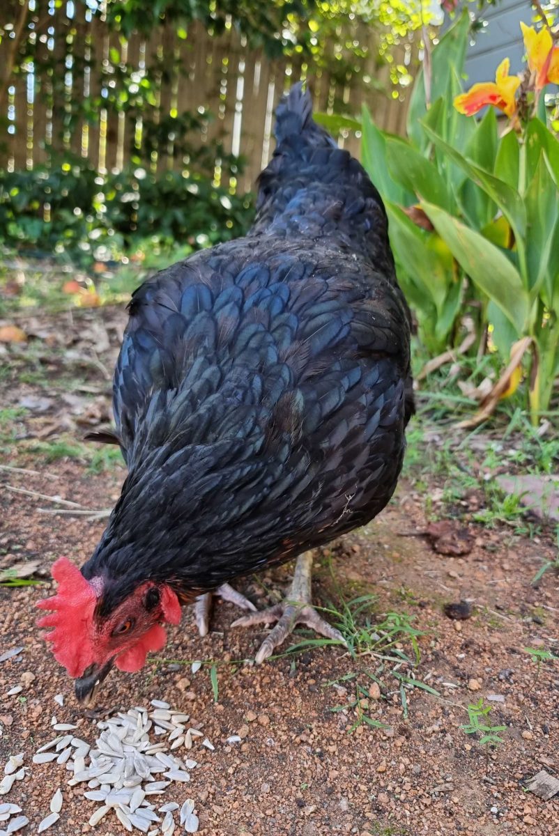 The missing Callum St chicken in Queanbeyan