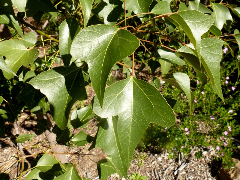 Kurrajong leaves