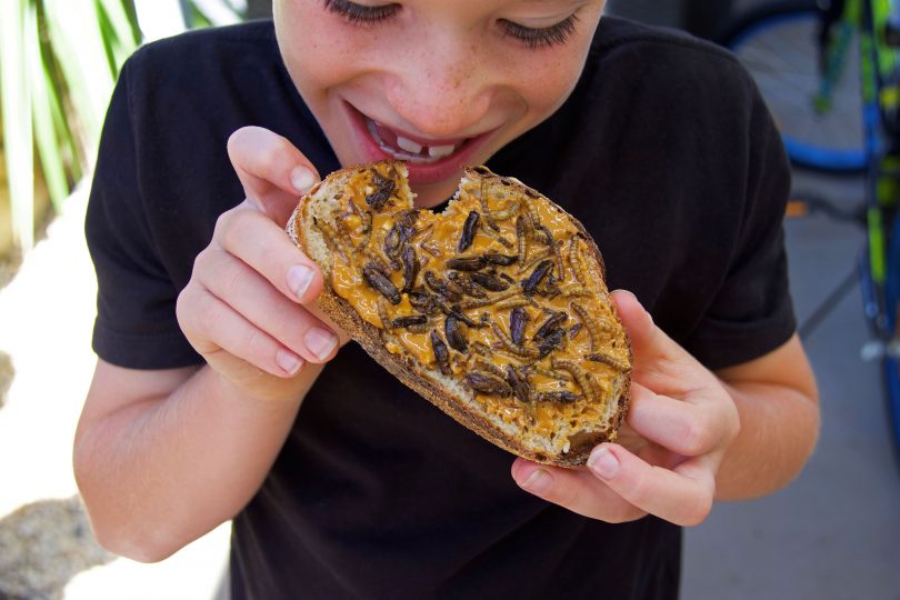 Young boy eating toast with edible insects and peanut butter