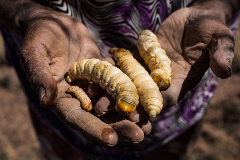 Indigenous person holding witchetty grubs