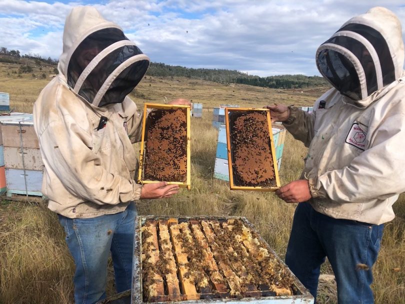 Matthew and Grant Kershaw attending to beehives