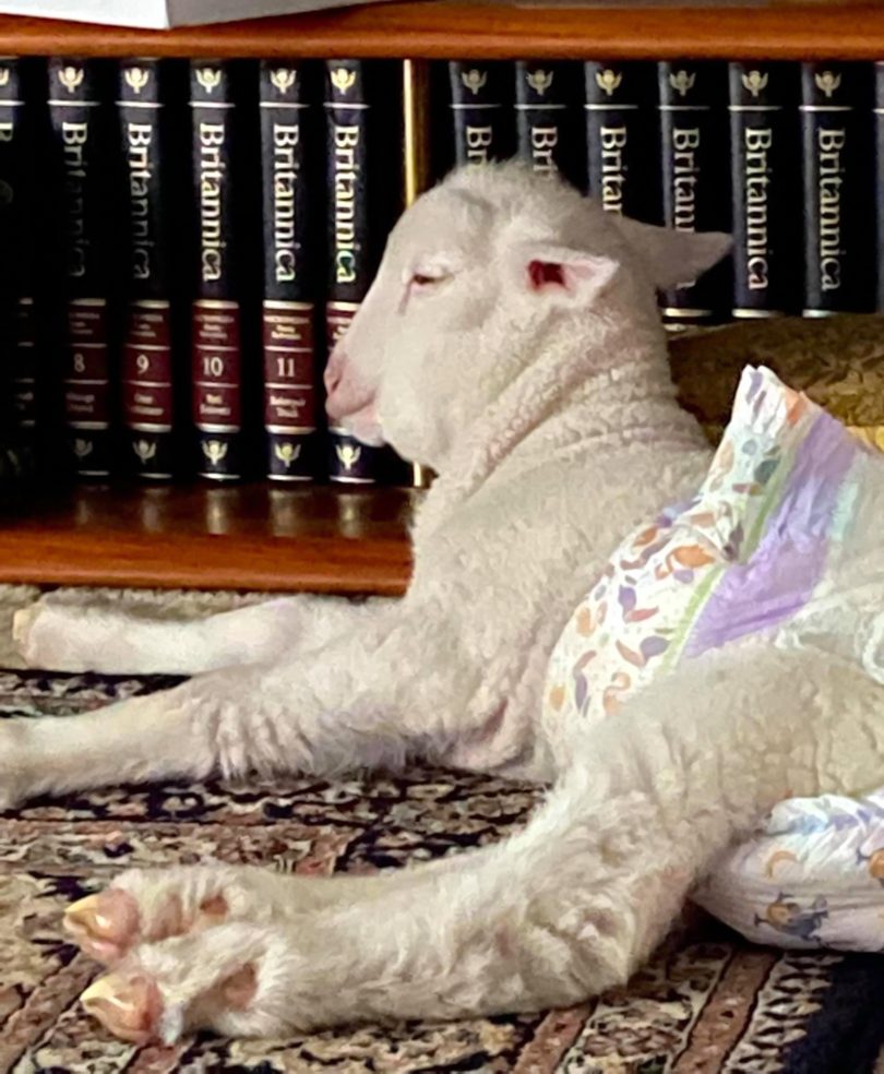Lamb lying in front of a bookcase