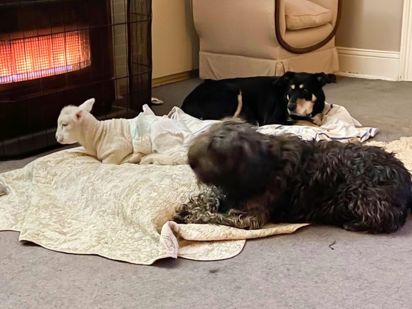 Lamb and two dogs in front of heater