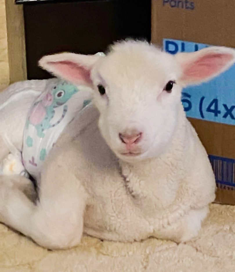 Baby lamb wearing a nappy