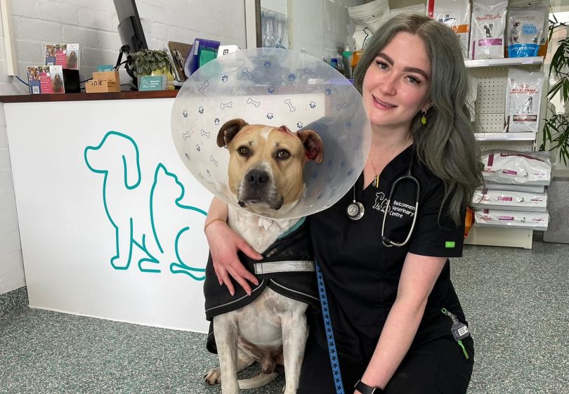 Jess from Belconnen Veterinary Centre with Bruiser the dog wearing cone