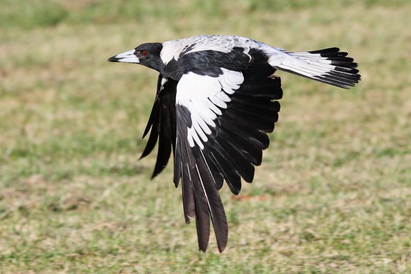 A magpie inflight