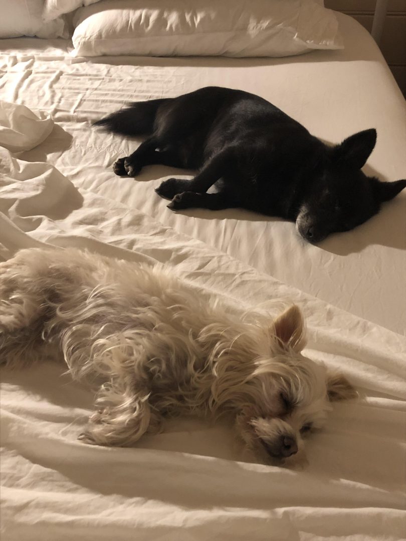 Two small dogs on the bed.
