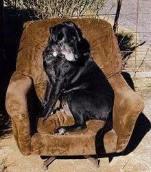 Black dog sitting on chair