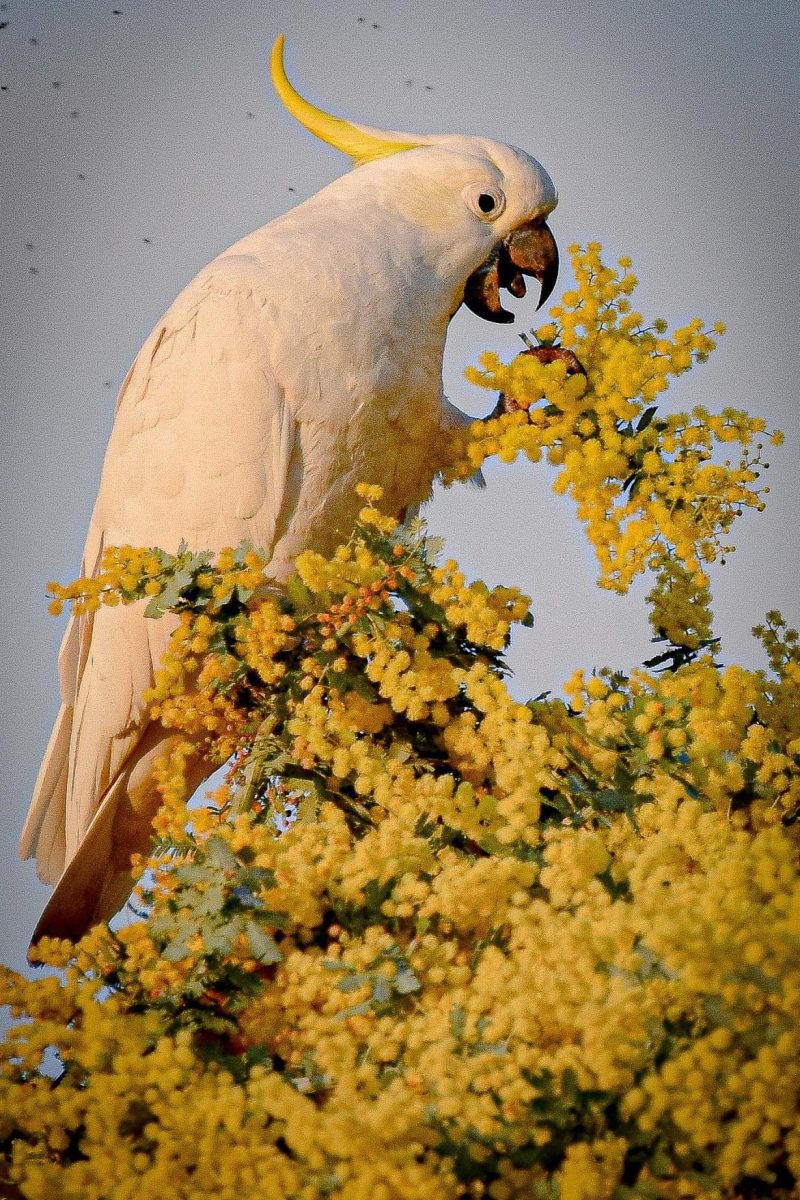 White cockatoo eating wattle