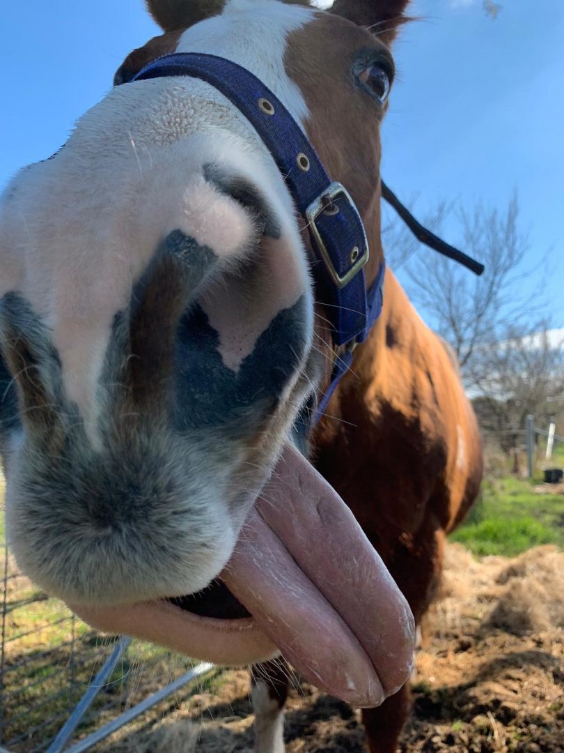 Horse with tongue out.