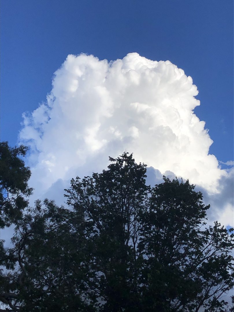 Big white clouds behind tree