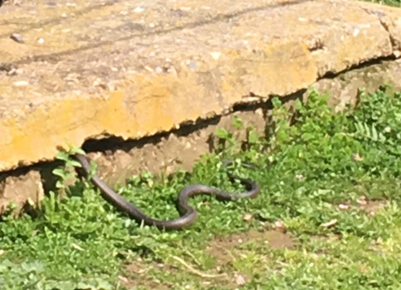 Brown snake