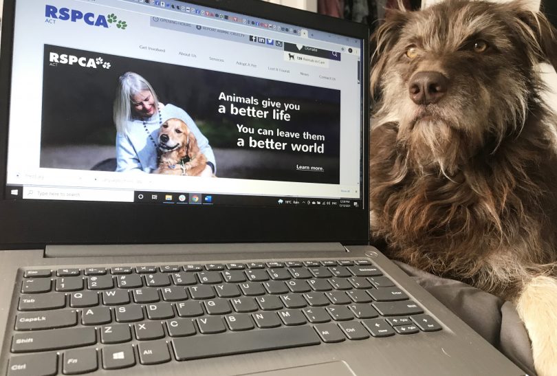 Dog next to laptop computer with RSPCA on screen