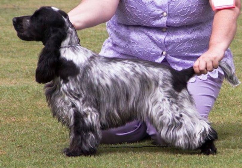 A cocker spaniel dog