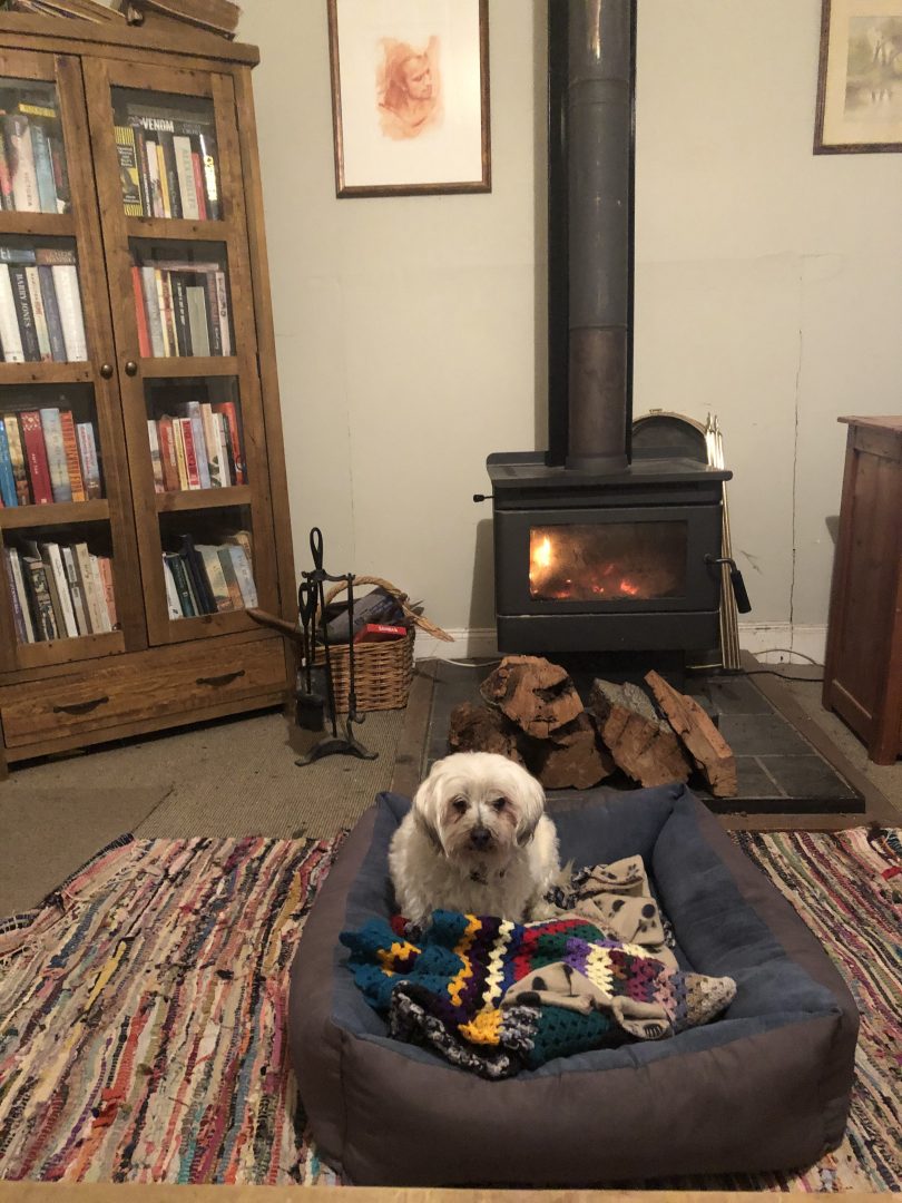 Dog by the fire